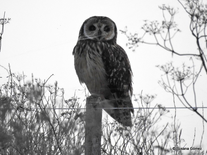 Short-eared Owl - ML95628961