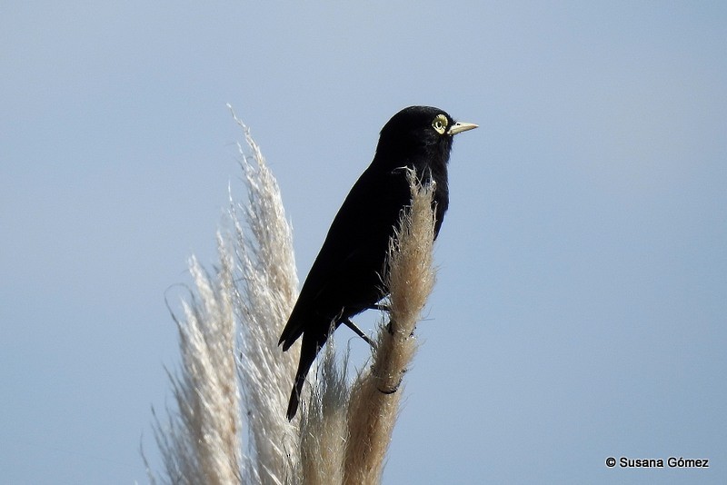 Spectacled Tyrant - ML95629011