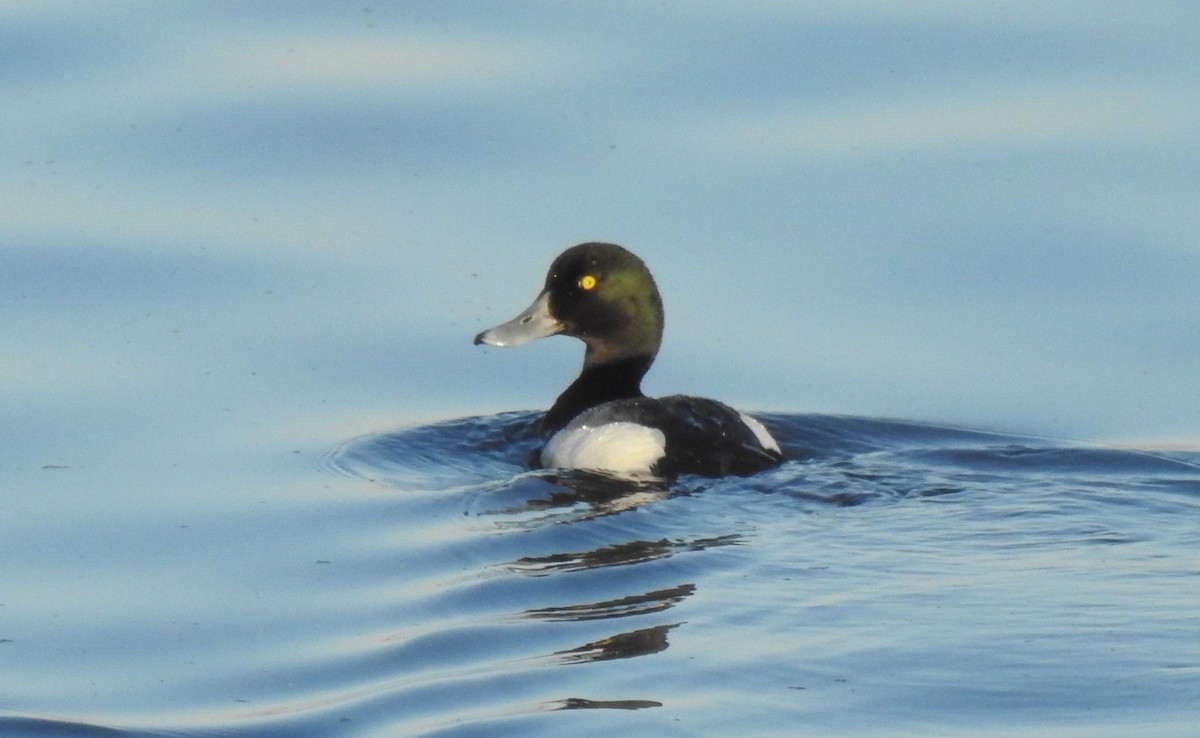 Greater Scaup - ML95629621