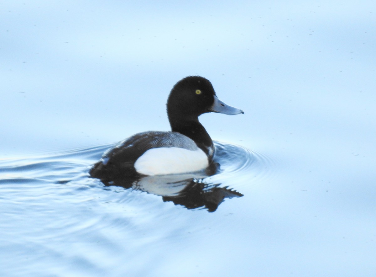 Greater Scaup - ML95629631