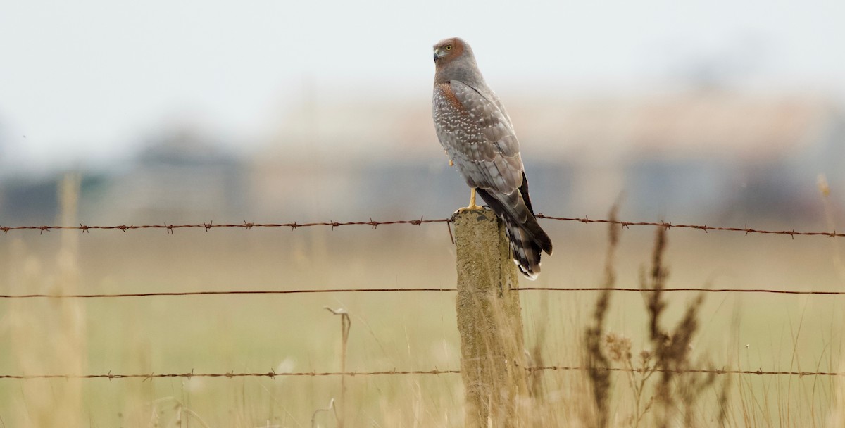 Spotted Harrier - ML95630671
