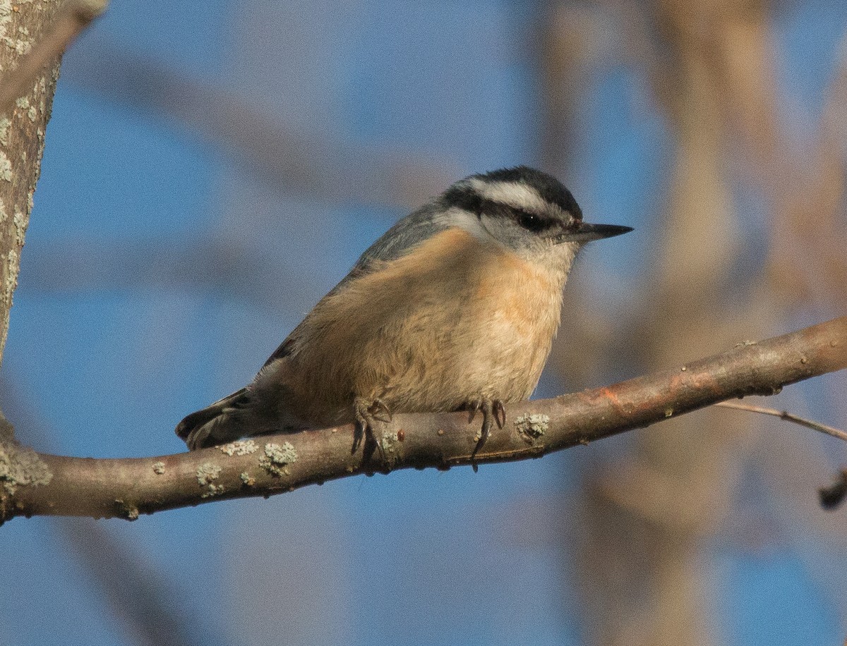 Red-breasted Nuthatch - ML95631261