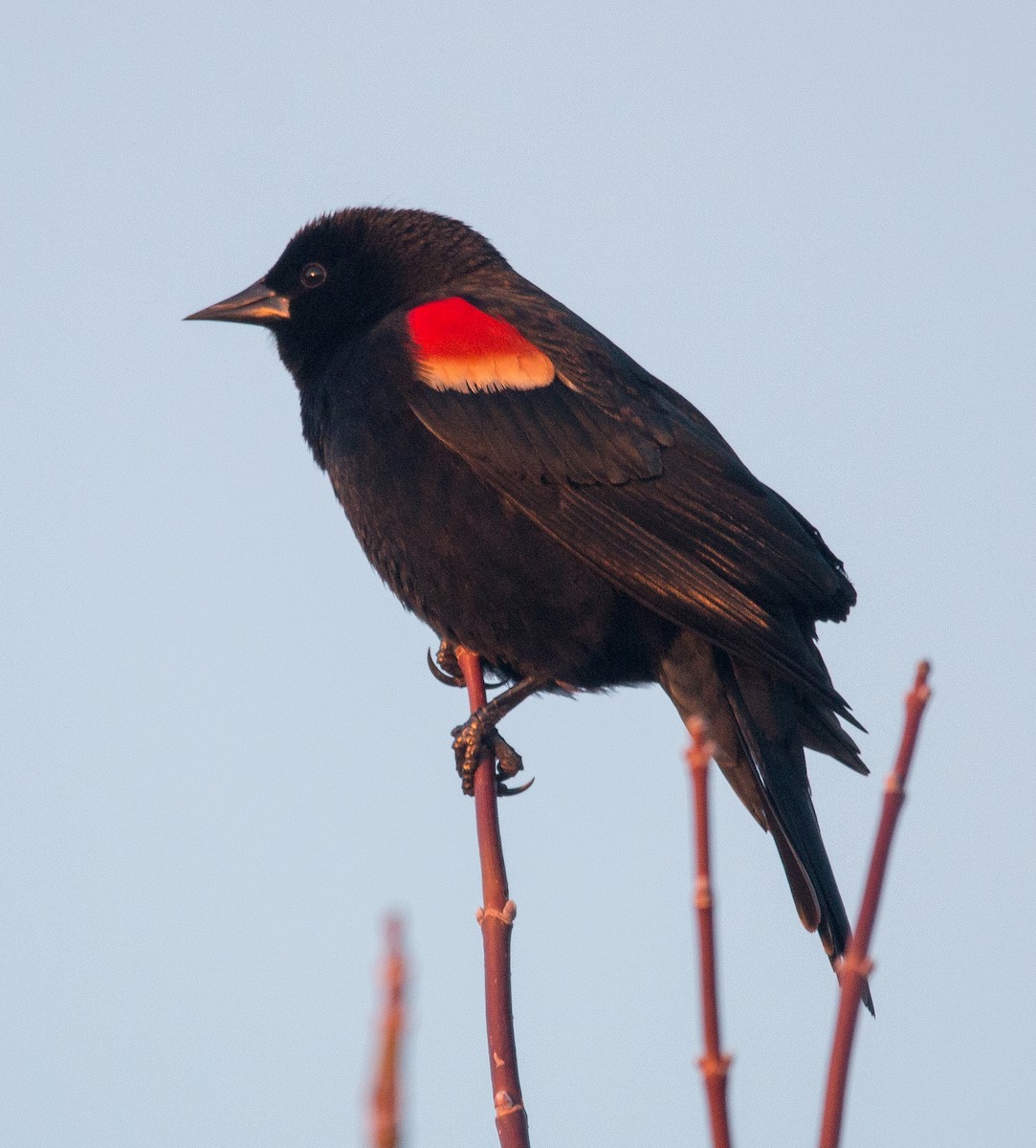 Red-winged Blackbird - ML95631401