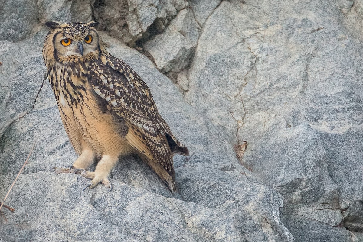 Rock Eagle-Owl - Sahasrangshu Pal Choudhury