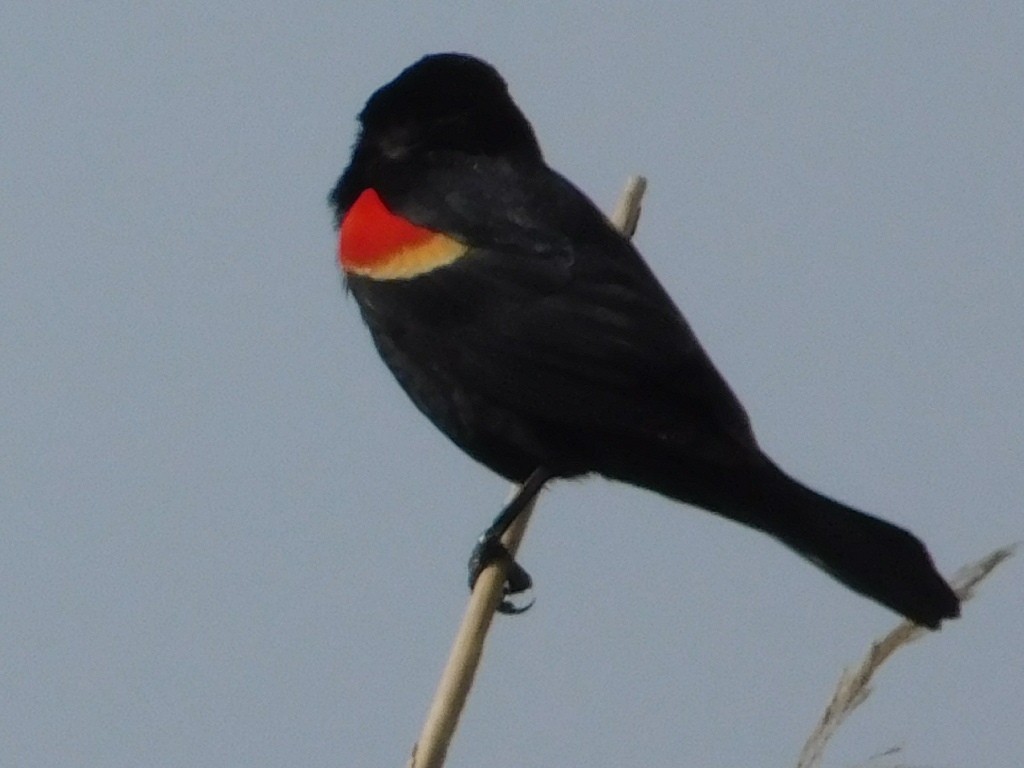 Red-winged Blackbird - R. Bruce Jones