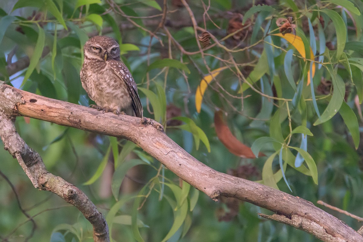 Spotted Owlet - Sahasrangshu Pal Choudhury