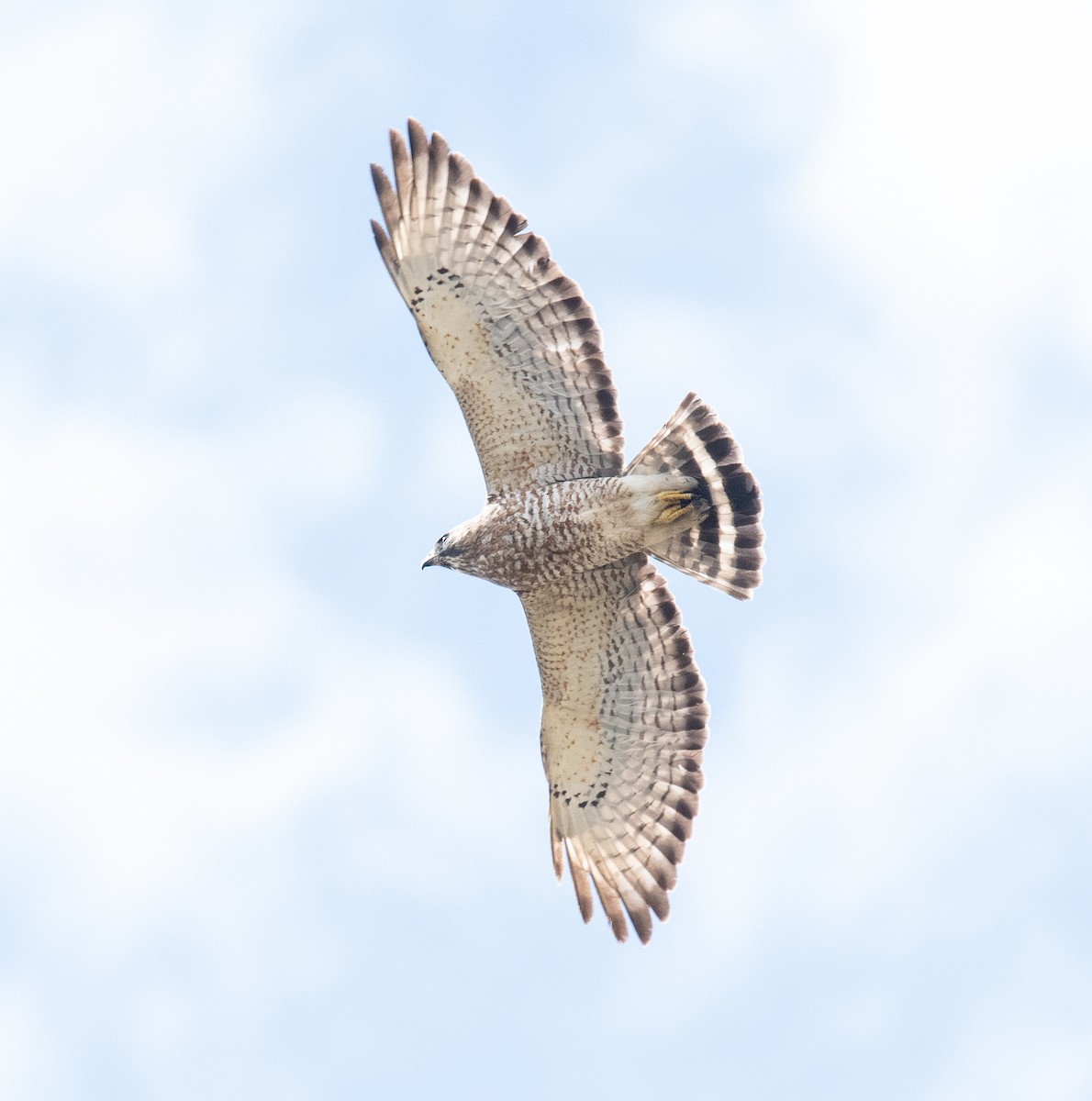 Broad-winged Hawk - Maurice DeMille