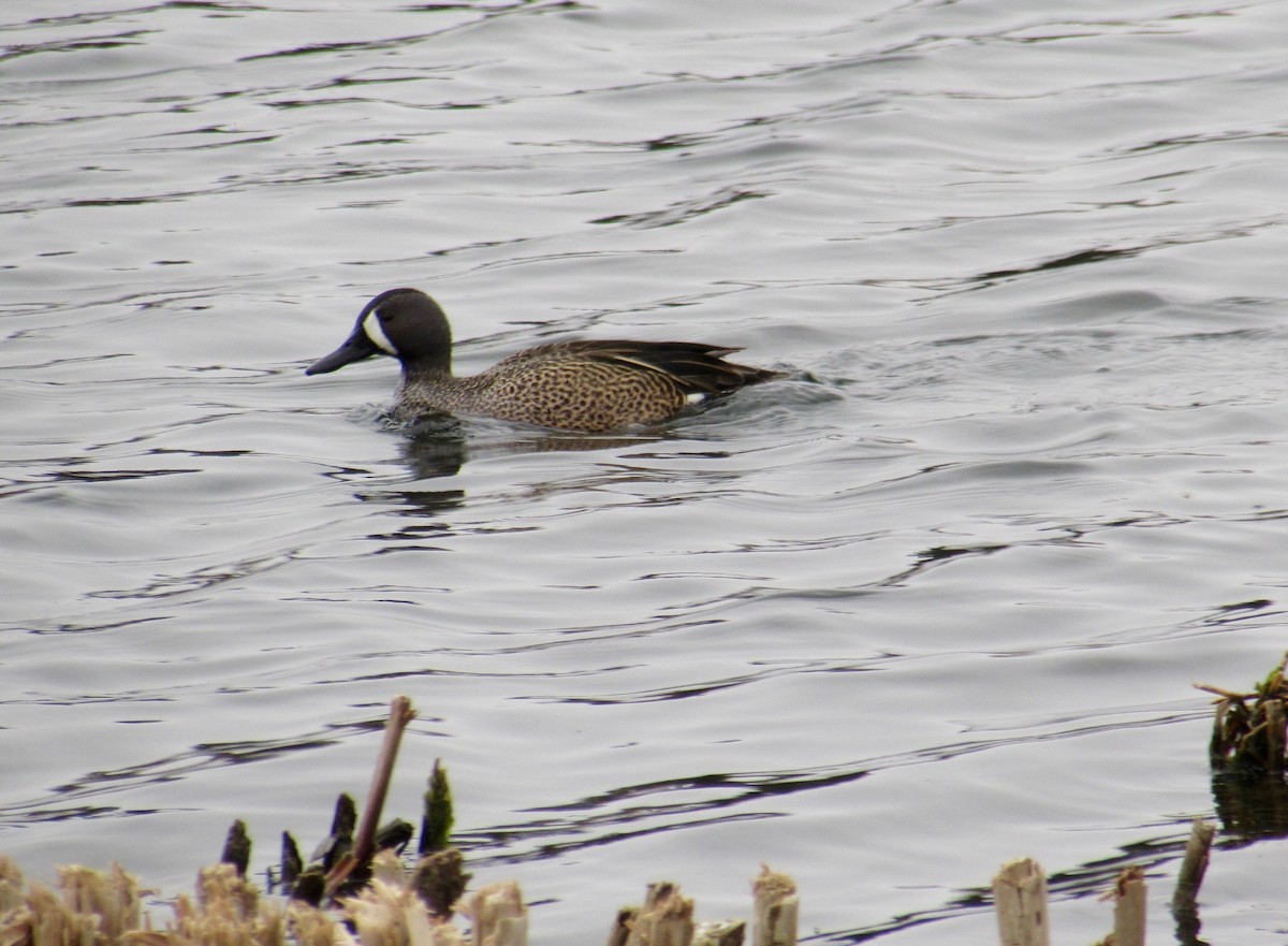 Blue-winged Teal - ML95636531