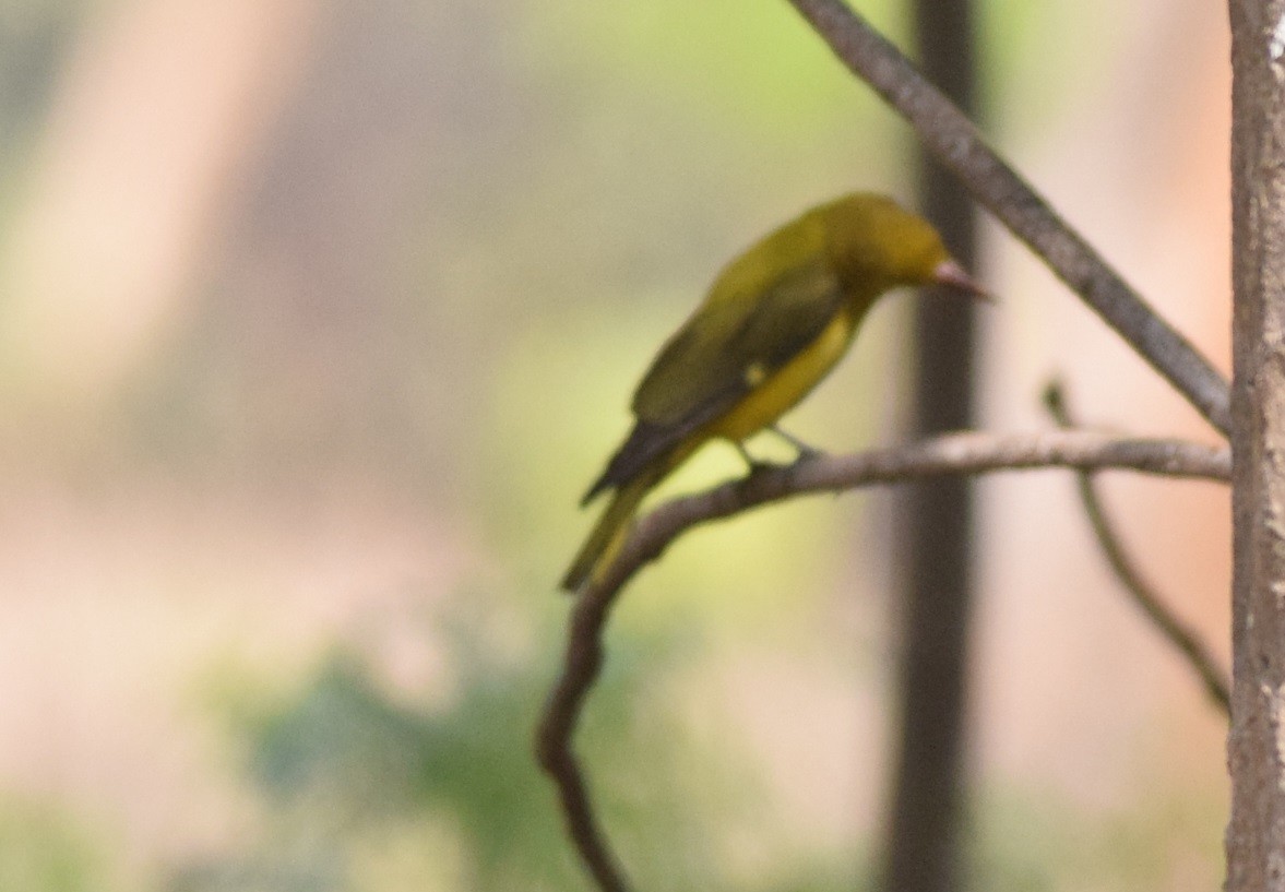 Indian Golden Oriole - ML95638691