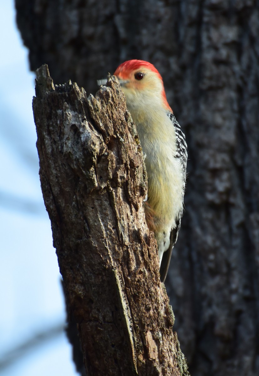 Red-bellied Woodpecker - Andrew Ednie