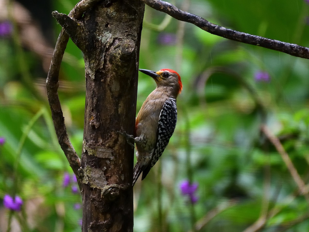 Red-crowned Woodpecker - Hugh Whelan