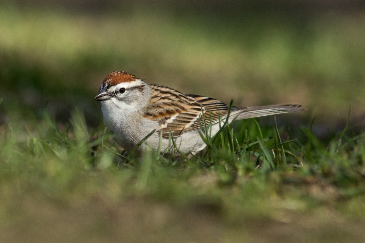Chipping Sparrow - ML95644611