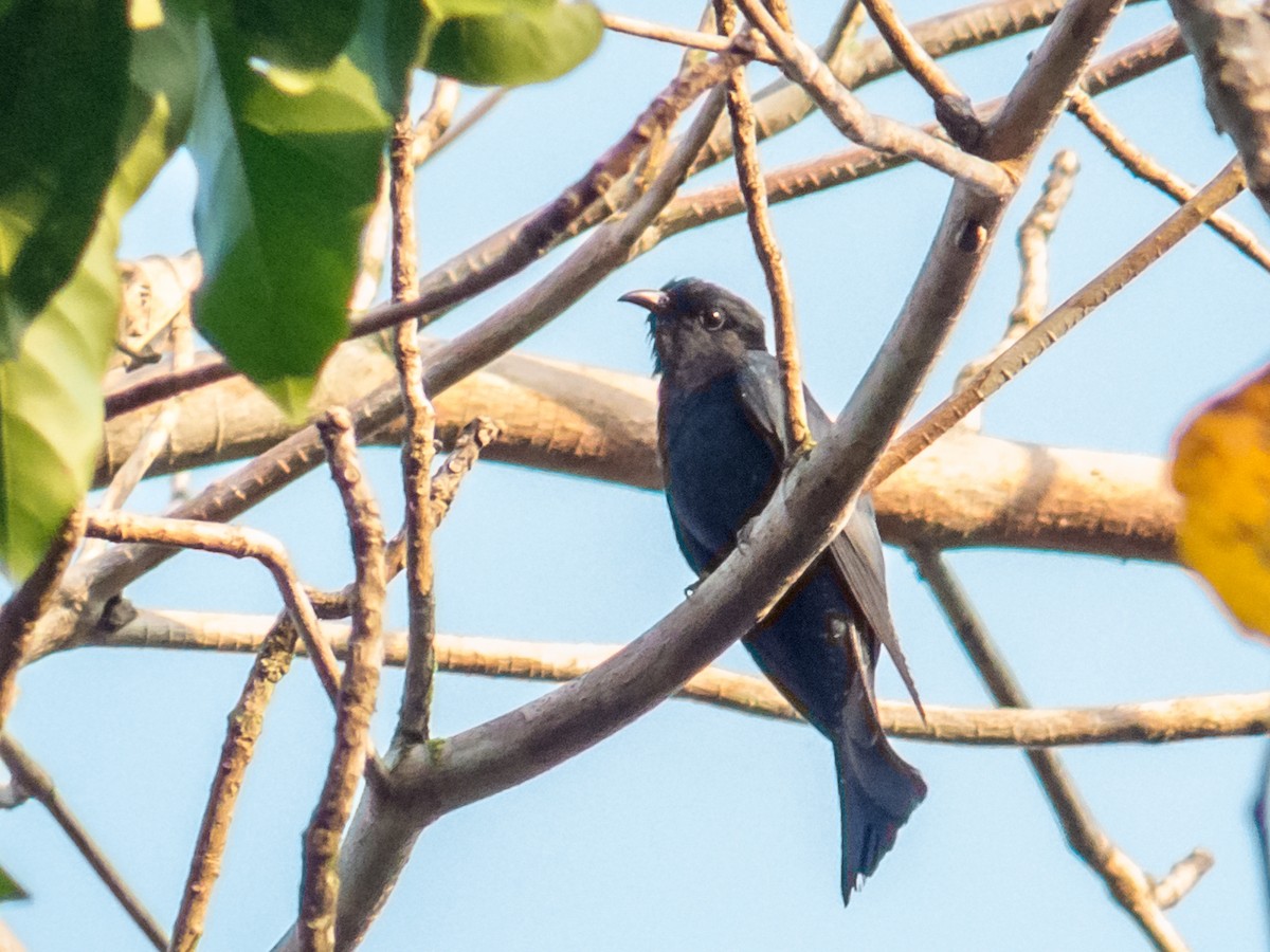 Square-tailed Drongo-Cuckoo - Shakti - Tribesmen.in