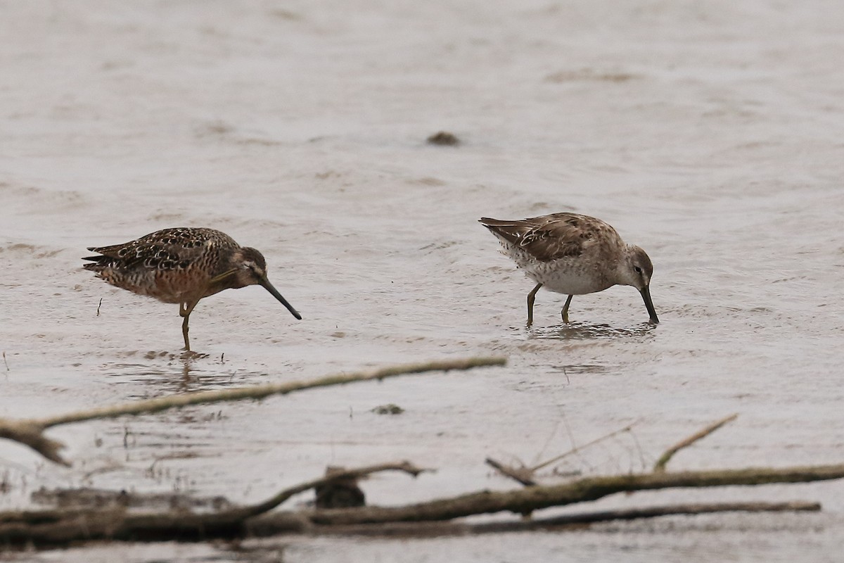Long-billed Dowitcher - ML95651891