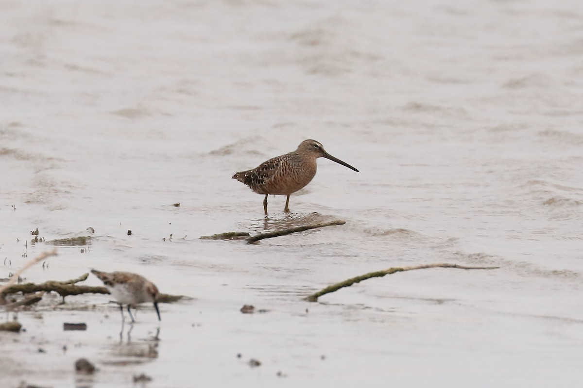 Long-billed Dowitcher - ML95651931