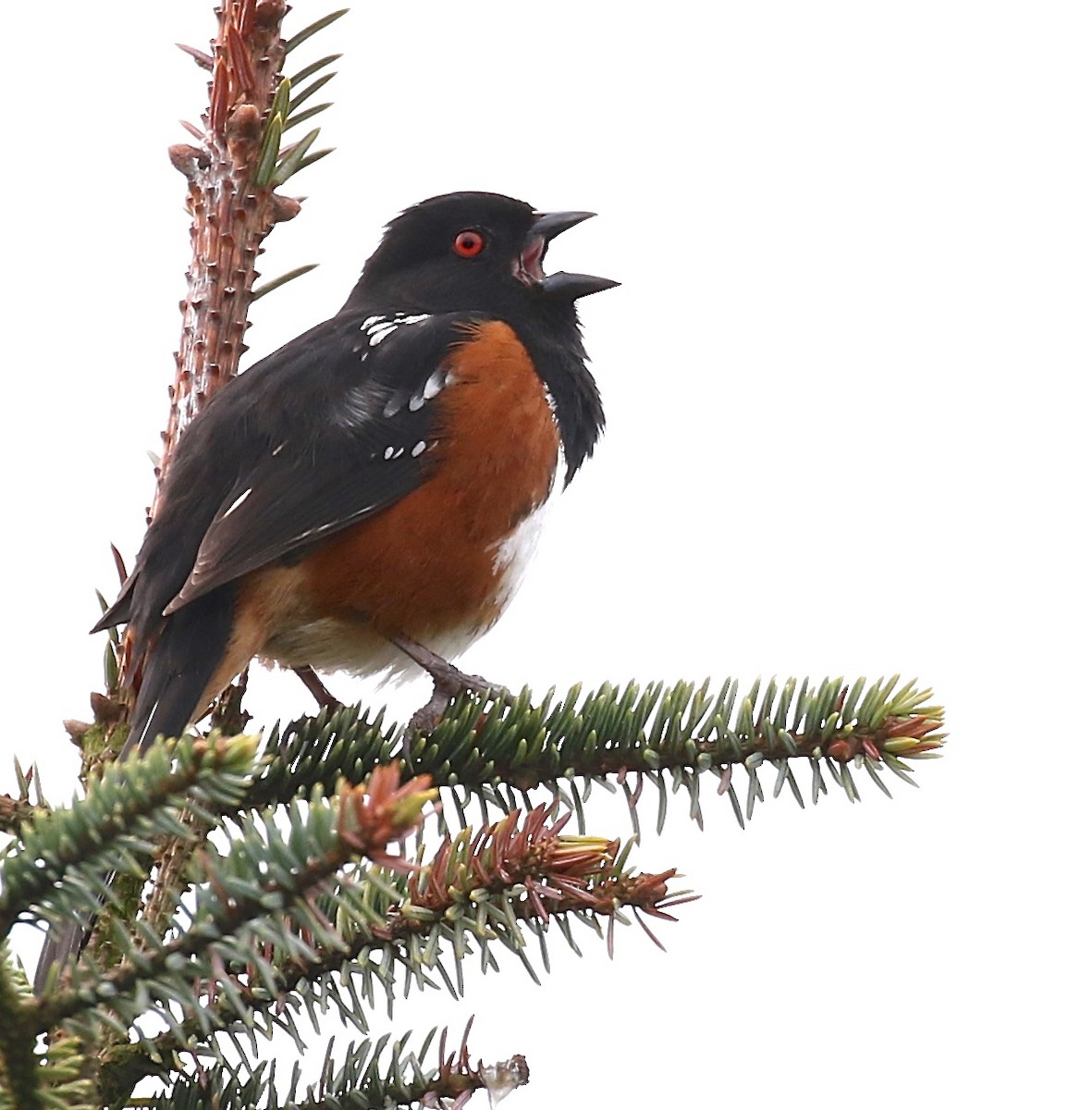 Spotted Towhee - Harold Brewer