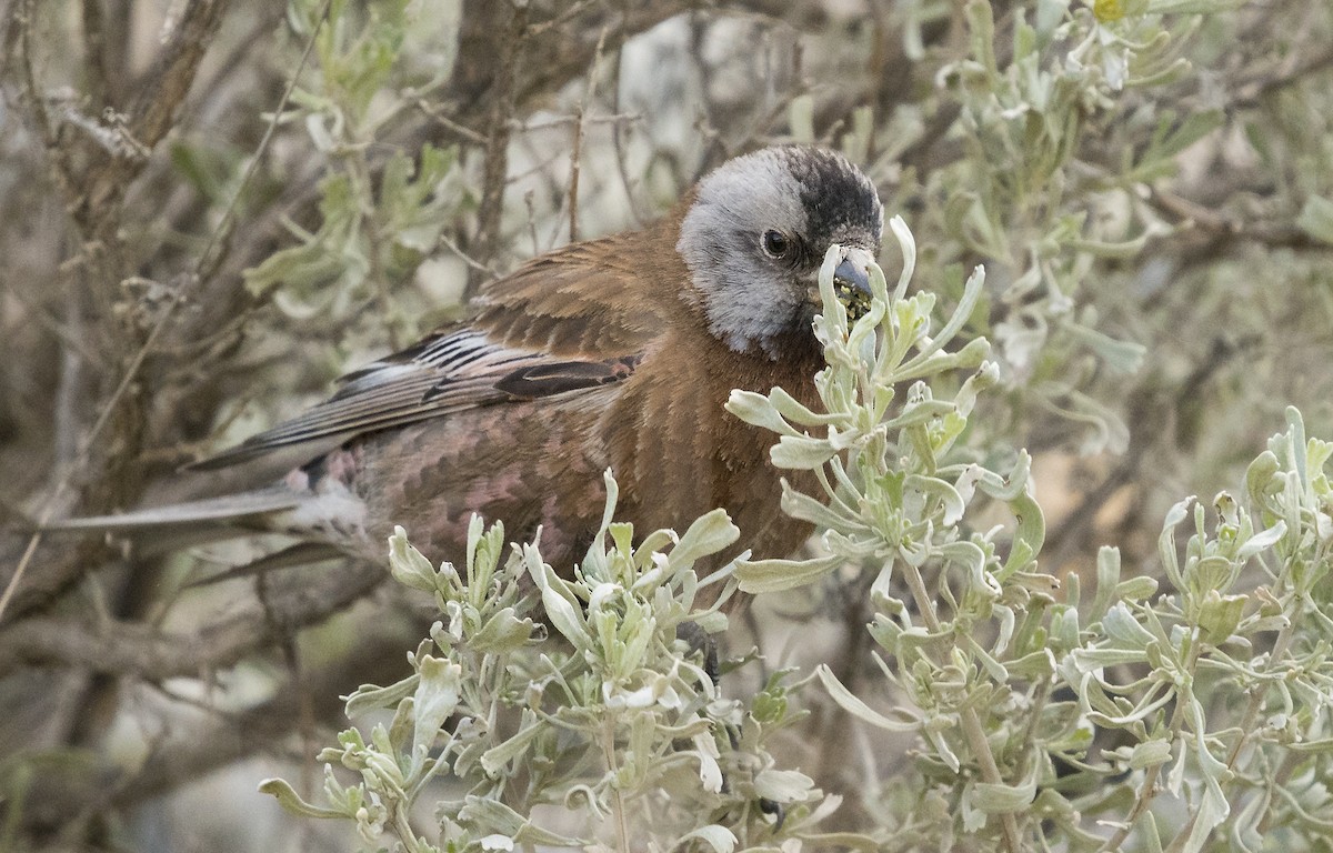 Gray-crowned Rosy-Finch - ML95655971