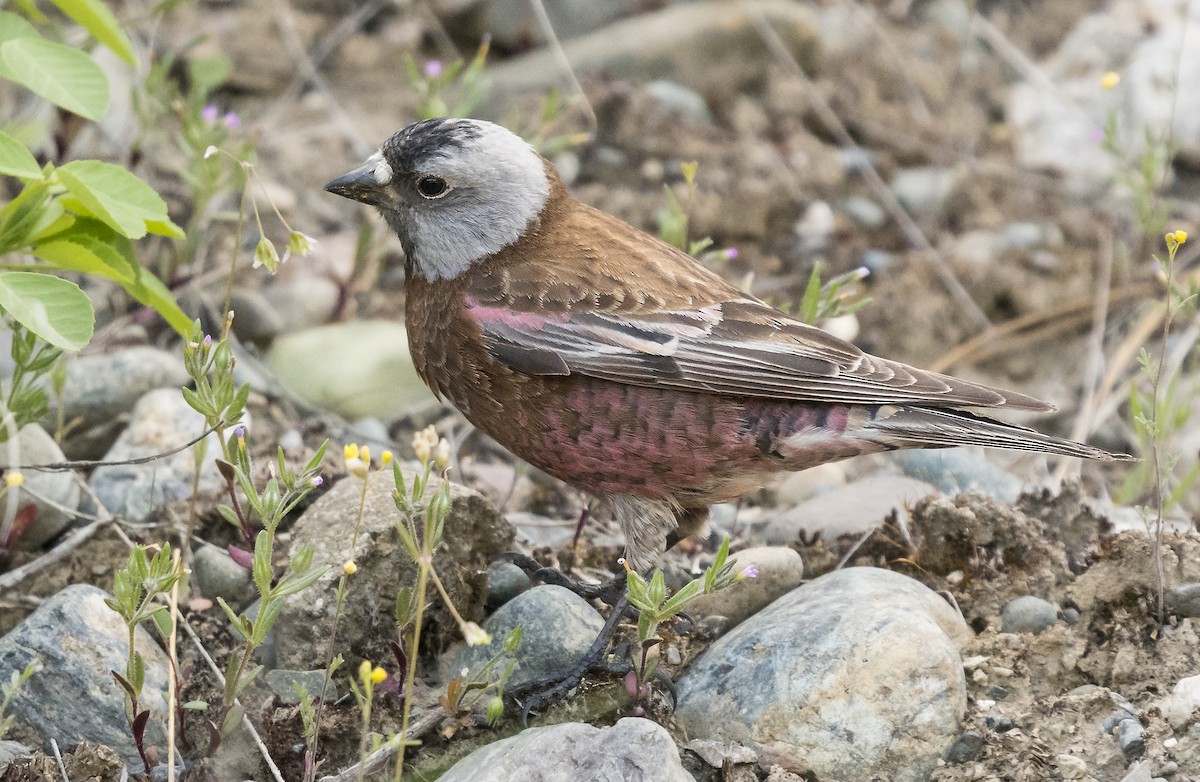 Gray-crowned Rosy-Finch - ML95655981