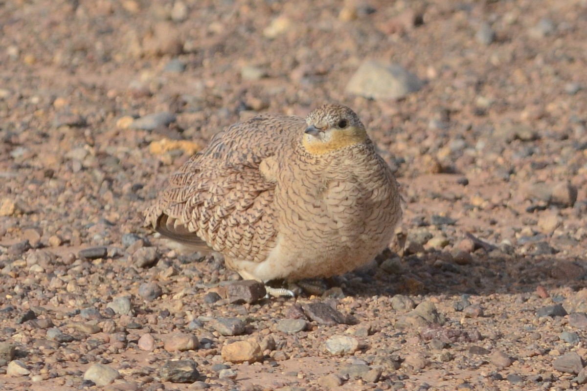 Crowned Sandgrouse - Cathy Pasterczyk