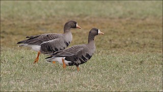 Greater White-fronted Goose, ML95658351