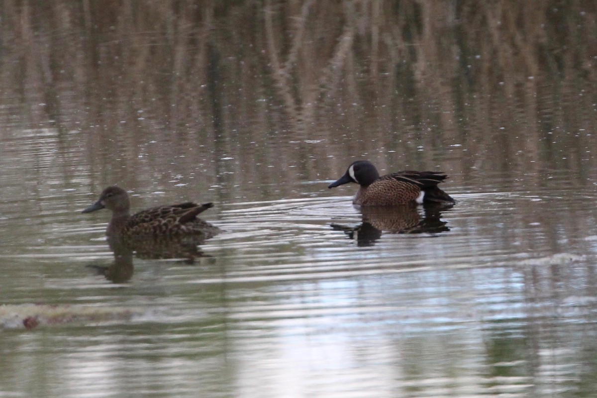Blue-winged Teal - ML95659551