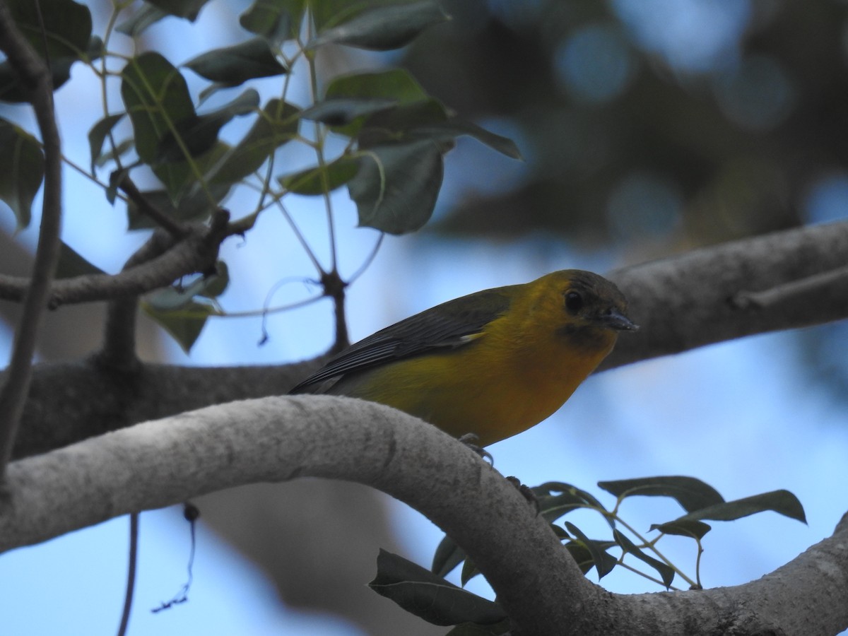 Prothonotary Warbler - ML95660731