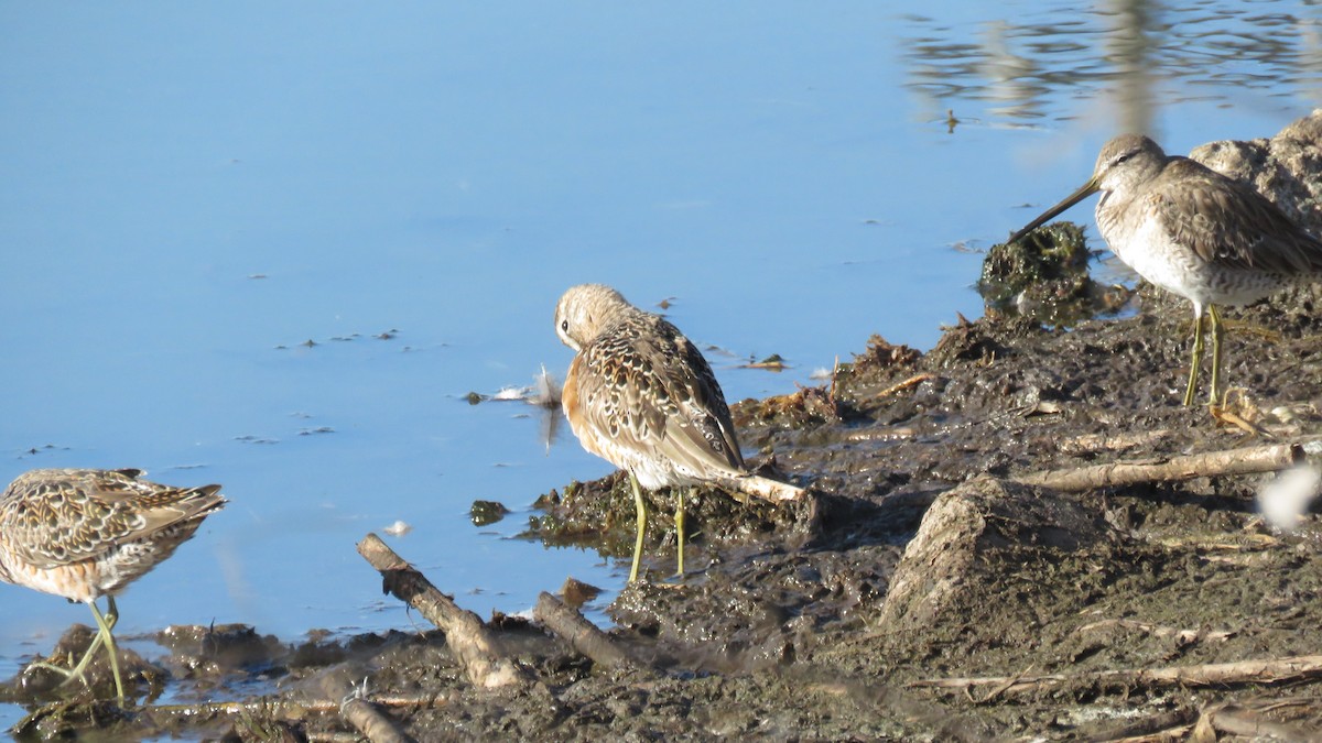 Long-billed Dowitcher - ML95661031