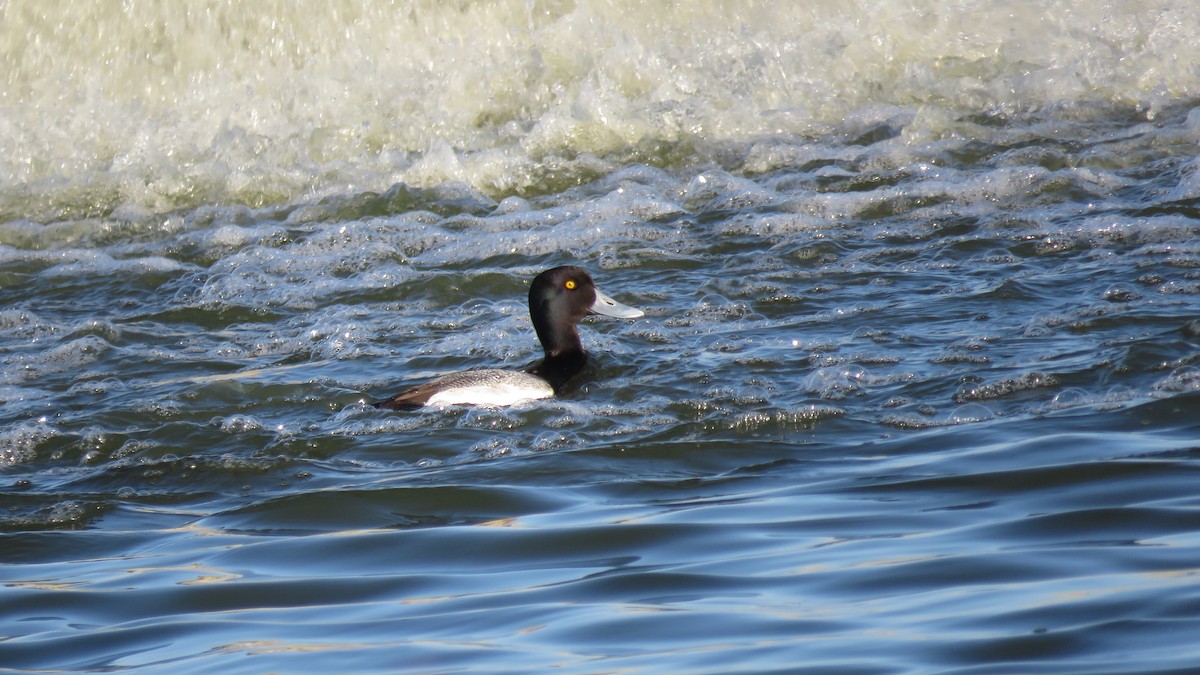 Greater Scaup - ML95662411