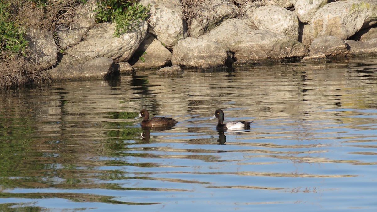Greater Scaup - Mike Shafto