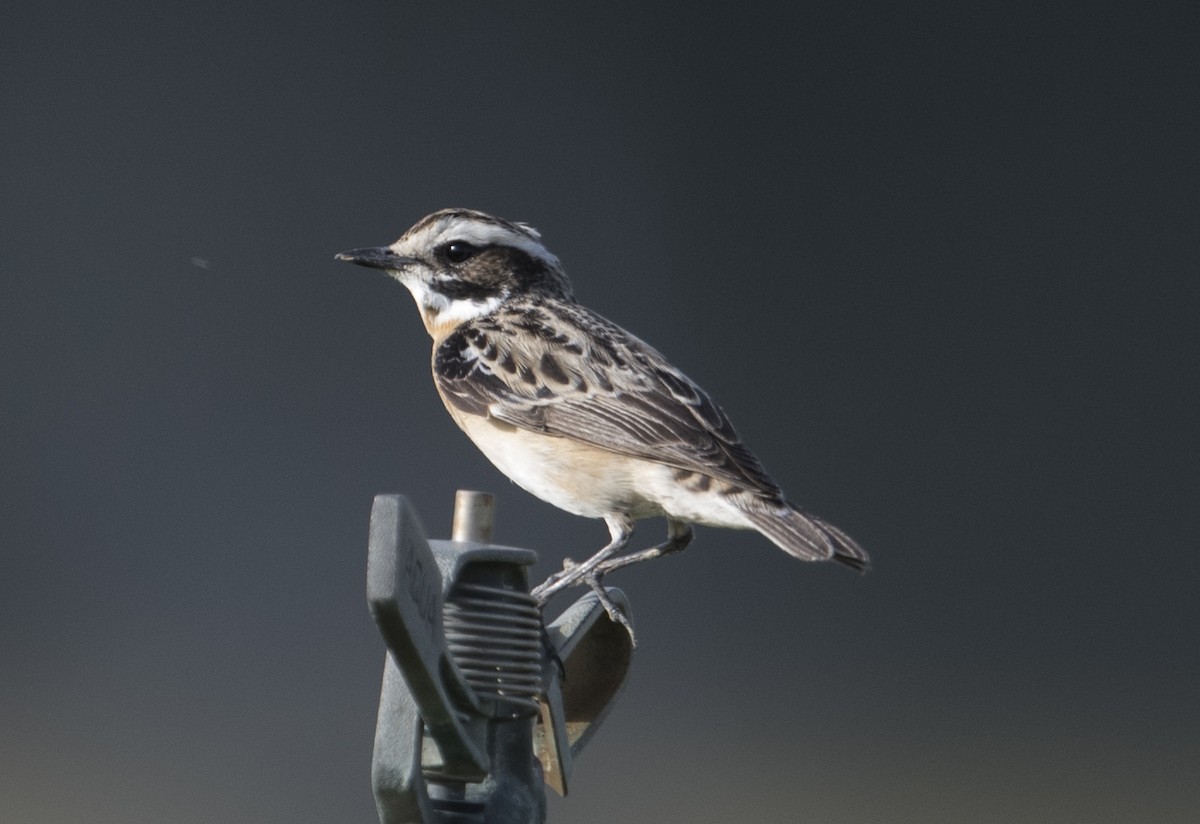 Whinchat - ML95663081