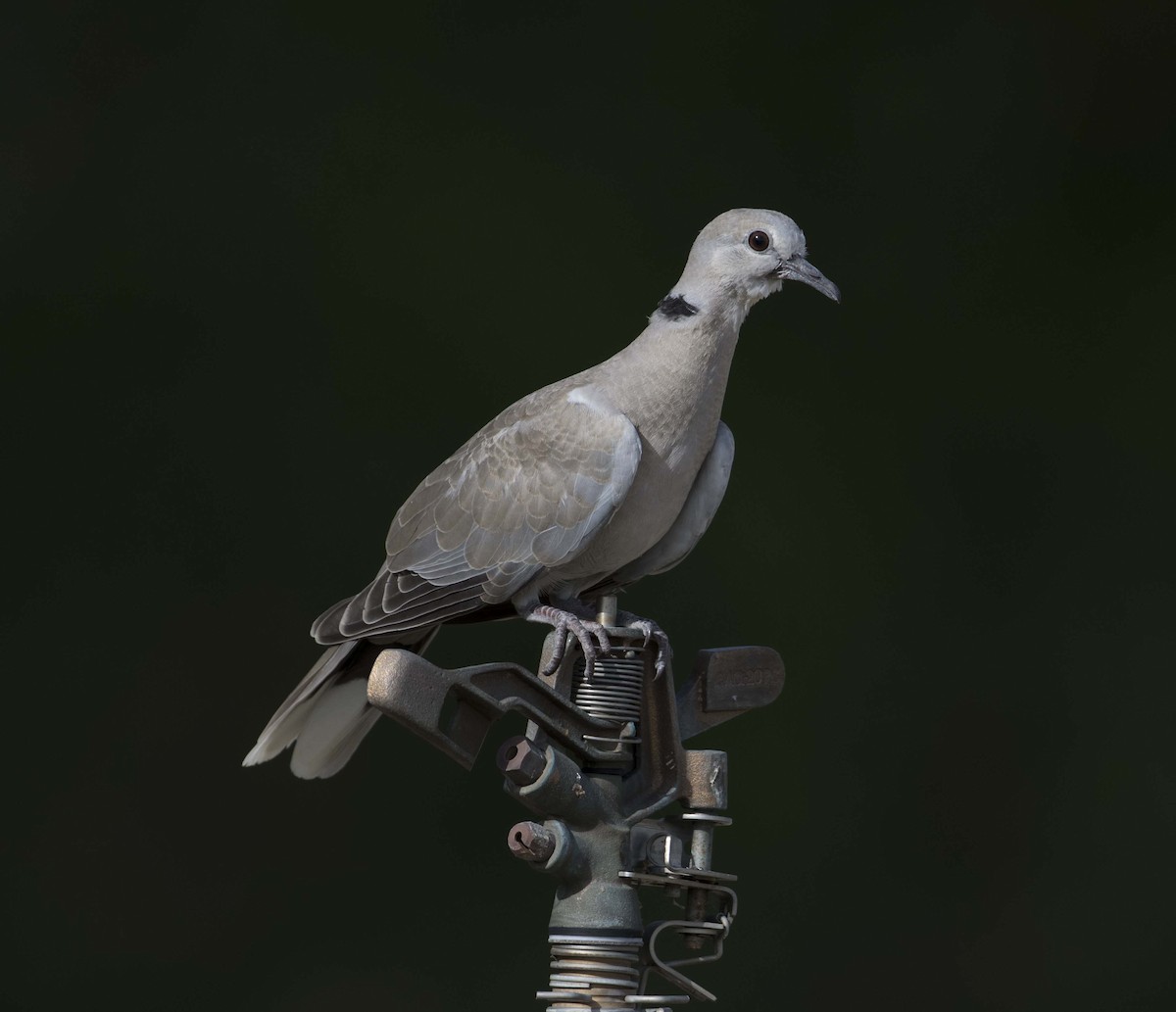 Eurasian Collared-Dove - Huw Roberts