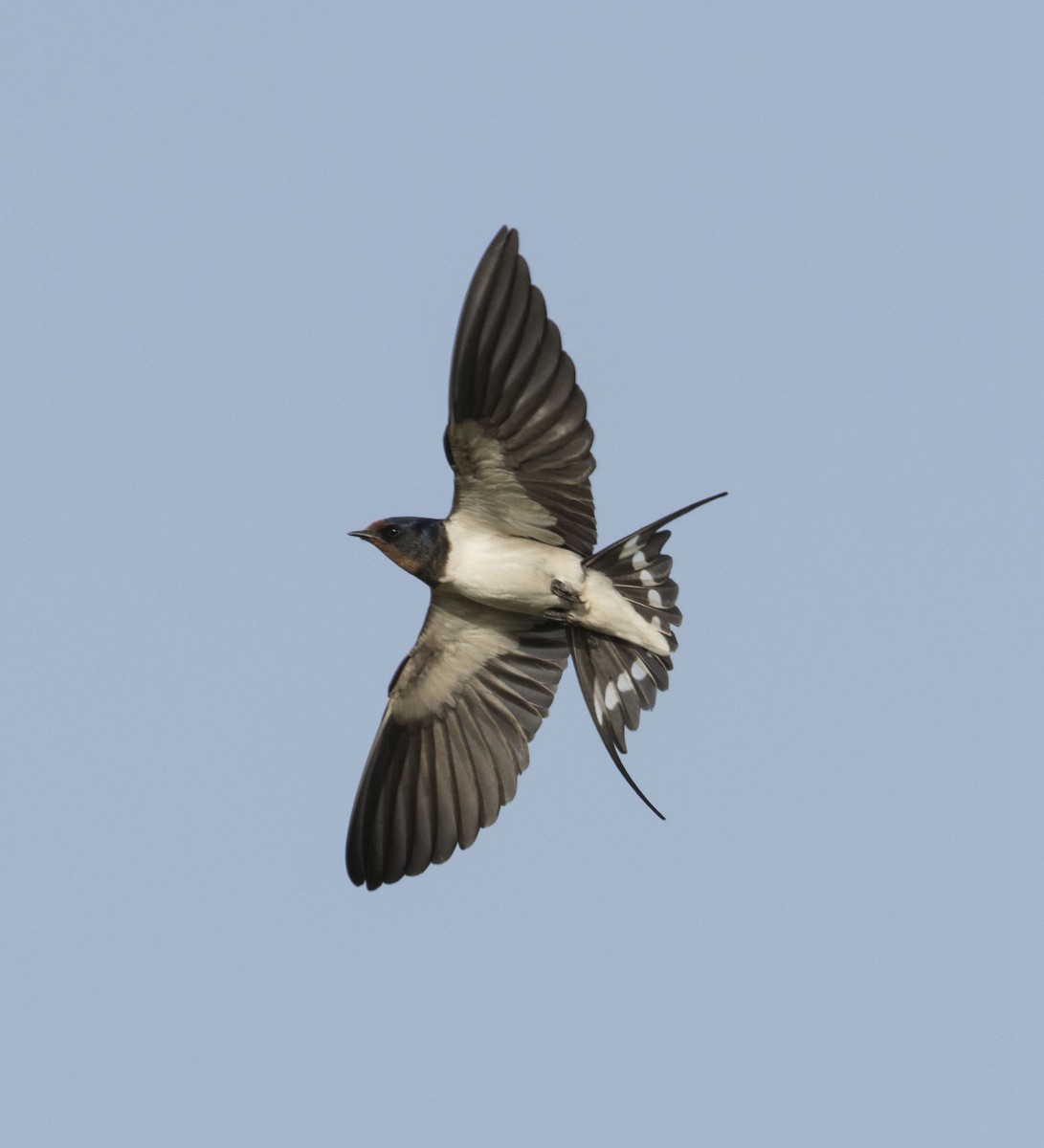 Barn Swallow - Huw Roberts