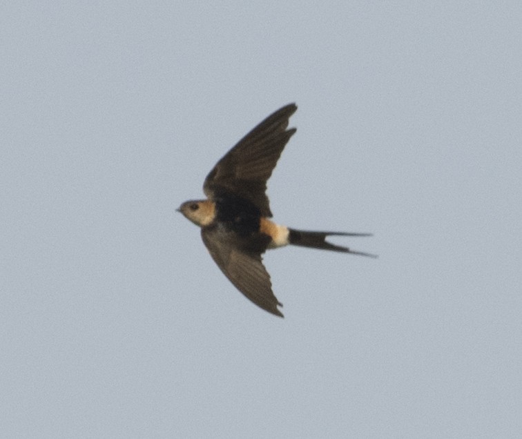 Red-rumped Swallow - ML95667161