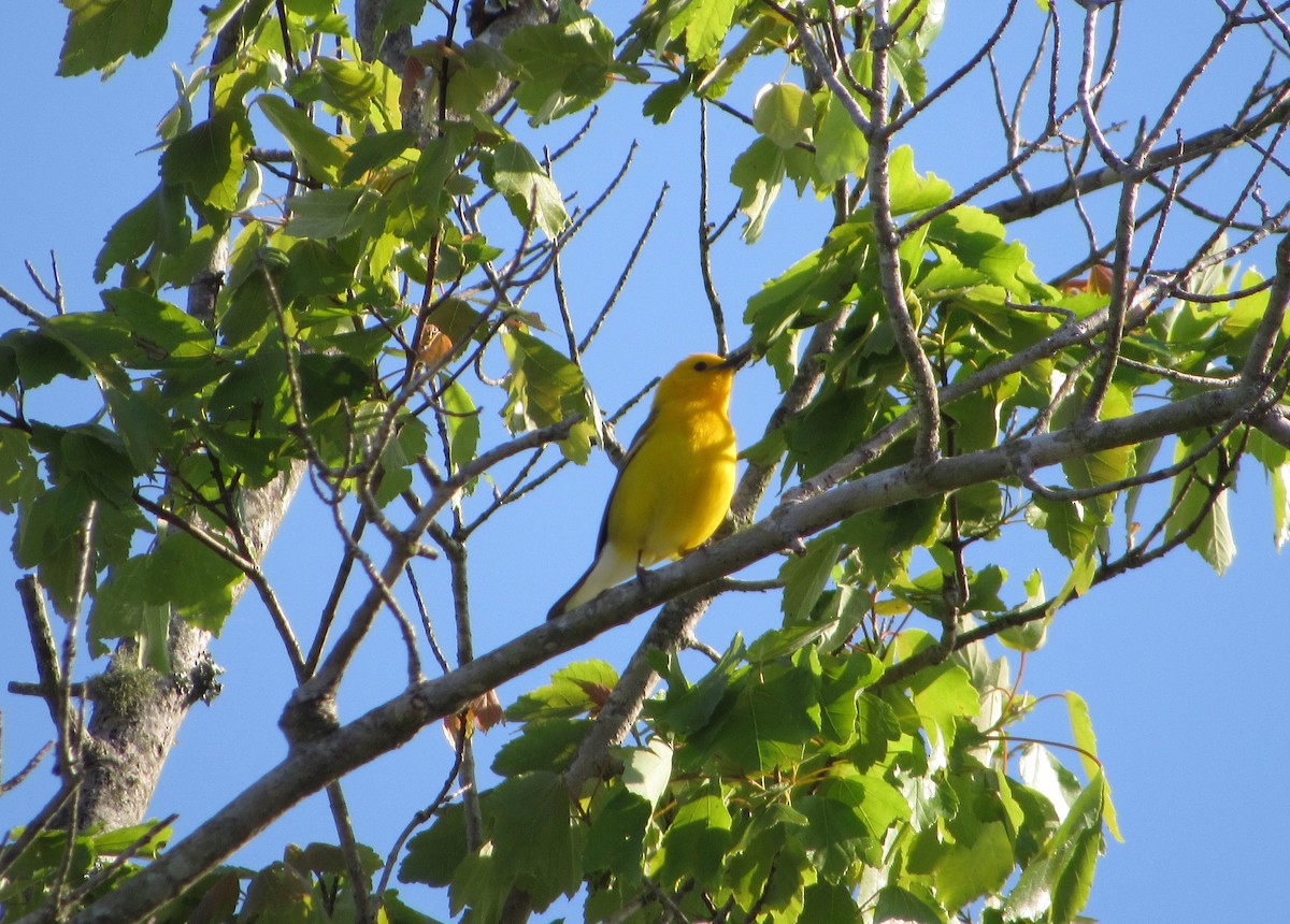 Prothonotary Warbler - Anne Armstrong