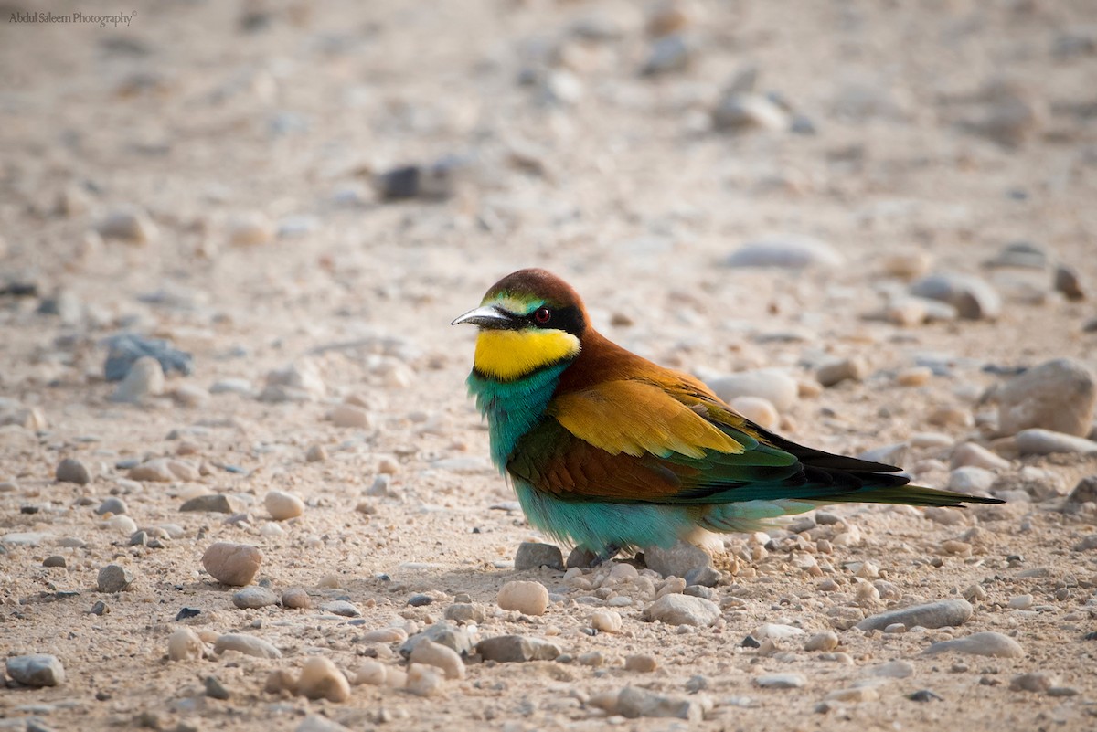 European Bee-eater - Abdul Saleem