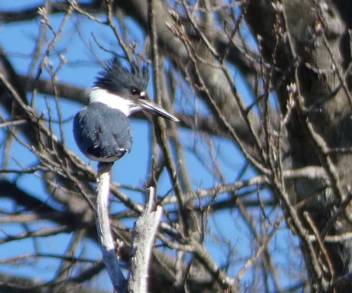 Belted Kingfisher - ML95670371
