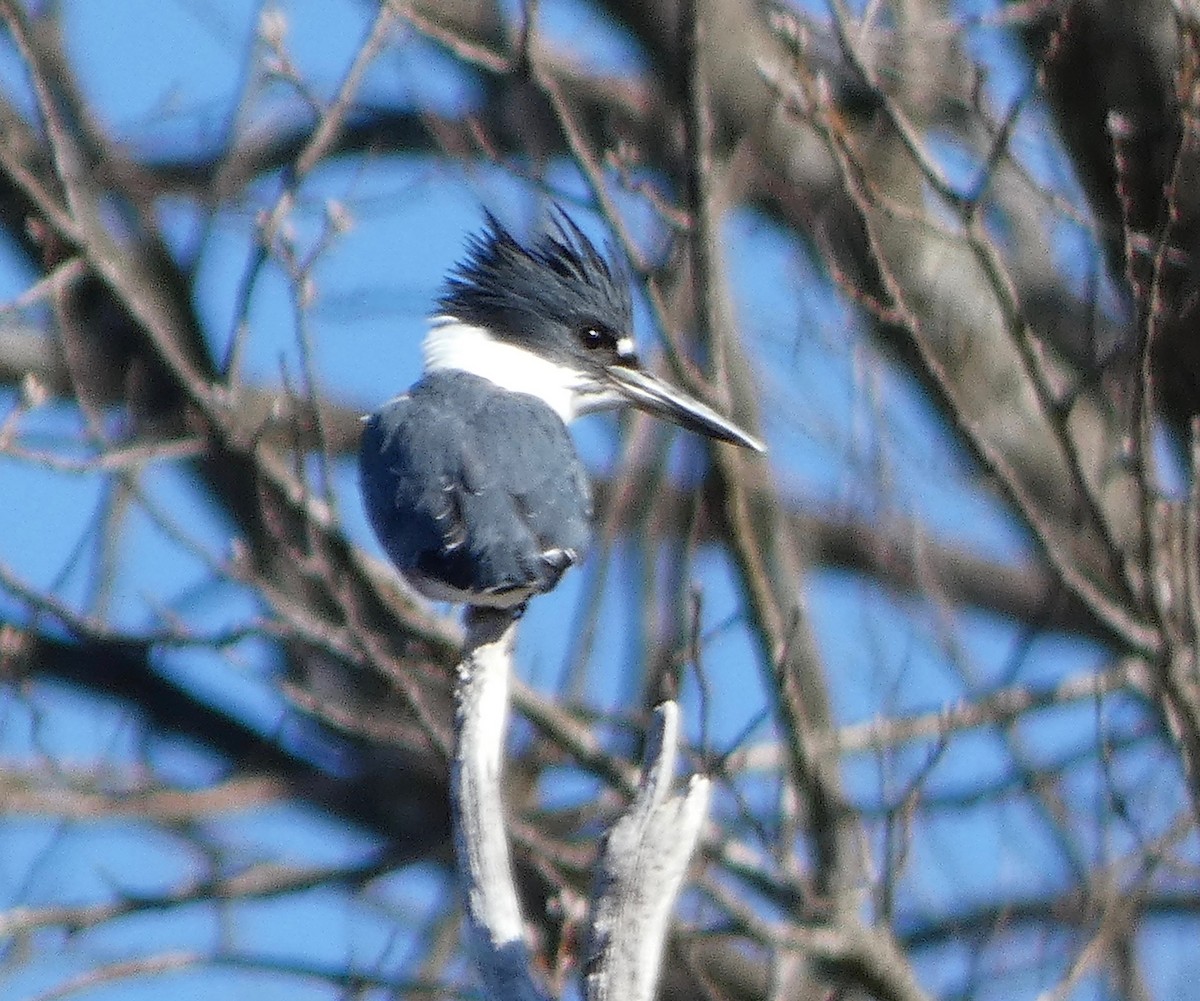 Belted Kingfisher - ML95670431