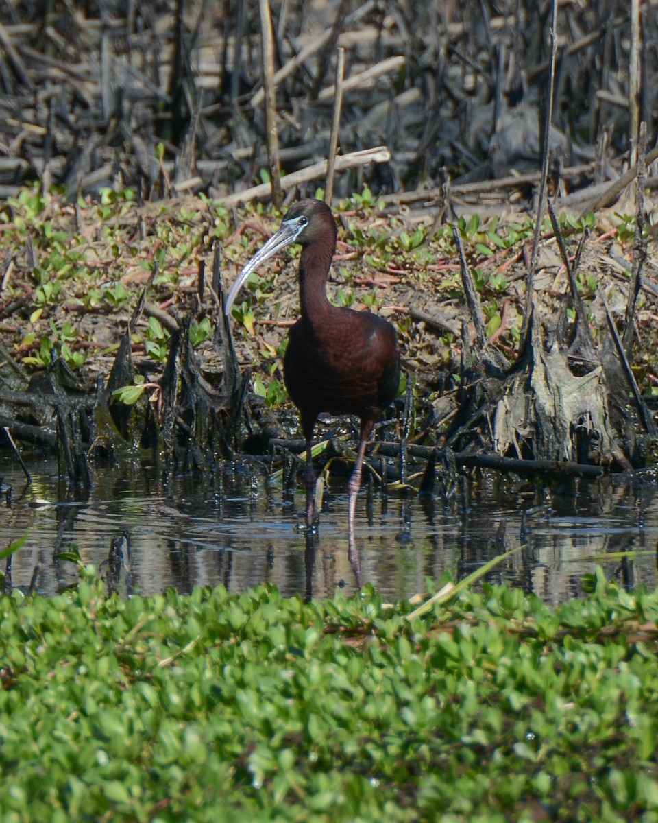 Glossy Ibis - Keith McCullough