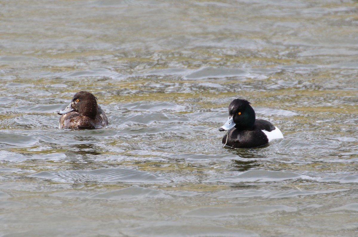 Tufted Duck - ML95671911