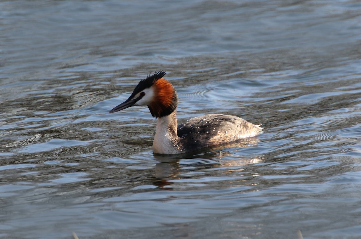 Great Crested Grebe - ML95672041