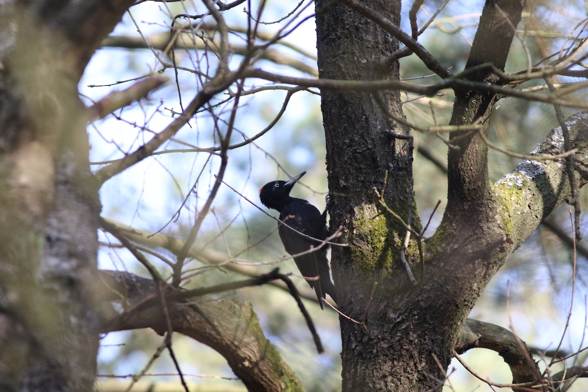 Black Woodpecker - ML95675241