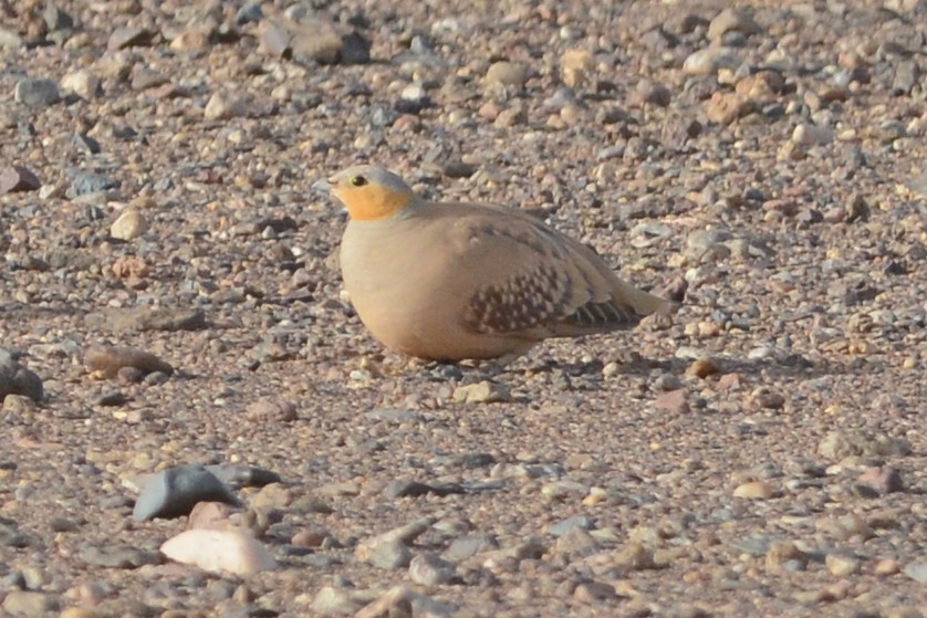 Spotted Sandgrouse - Cathy Pasterczyk