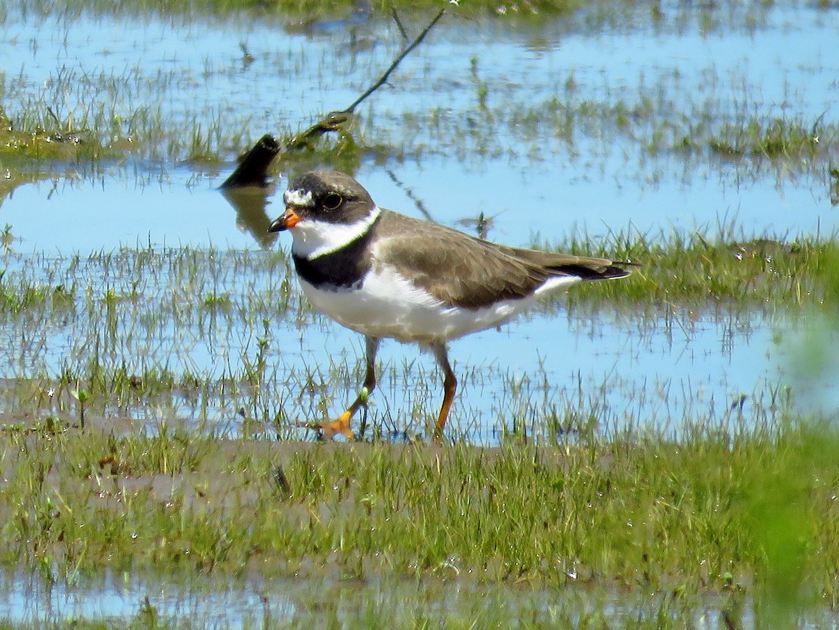 Semipalmated Plover - Afton K