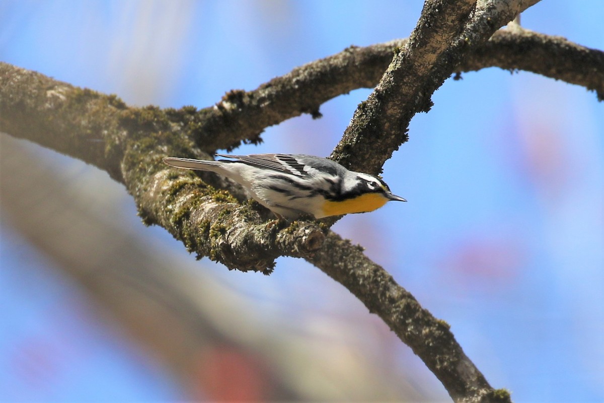 Yellow-throated Warbler - Anthony Vicciarelli