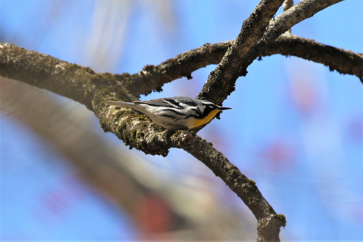 Yellow-throated Warbler - Anthony Vicciarelli