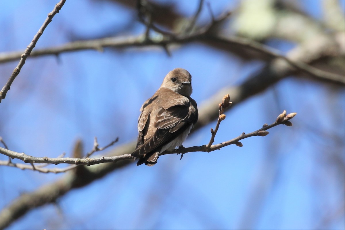 Northern Rough-winged Swallow - Anthony Vicciarelli