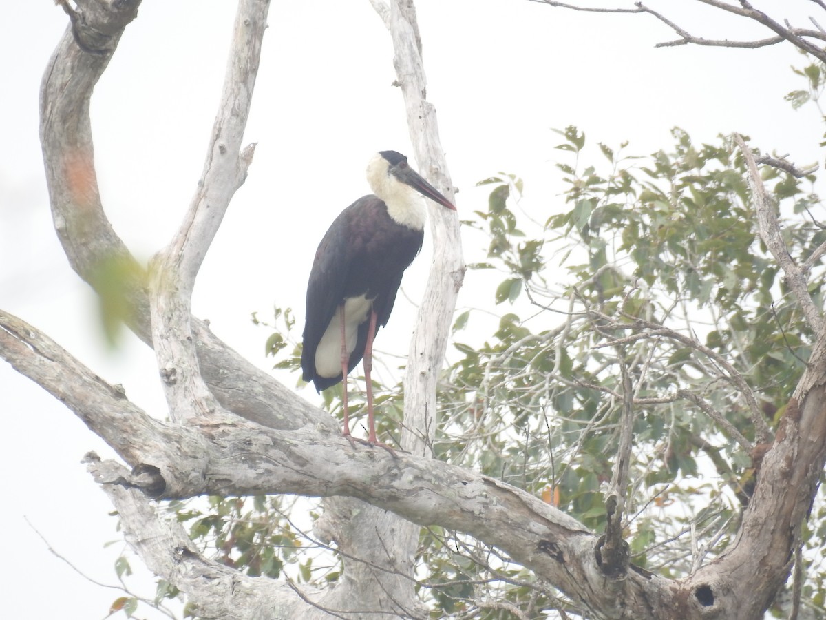 Asian Woolly-necked Stork - William Grant