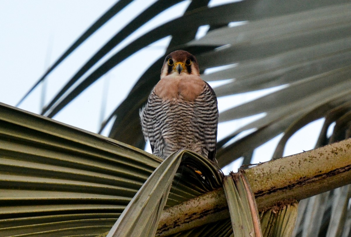Red-necked Falcon - ML95683671