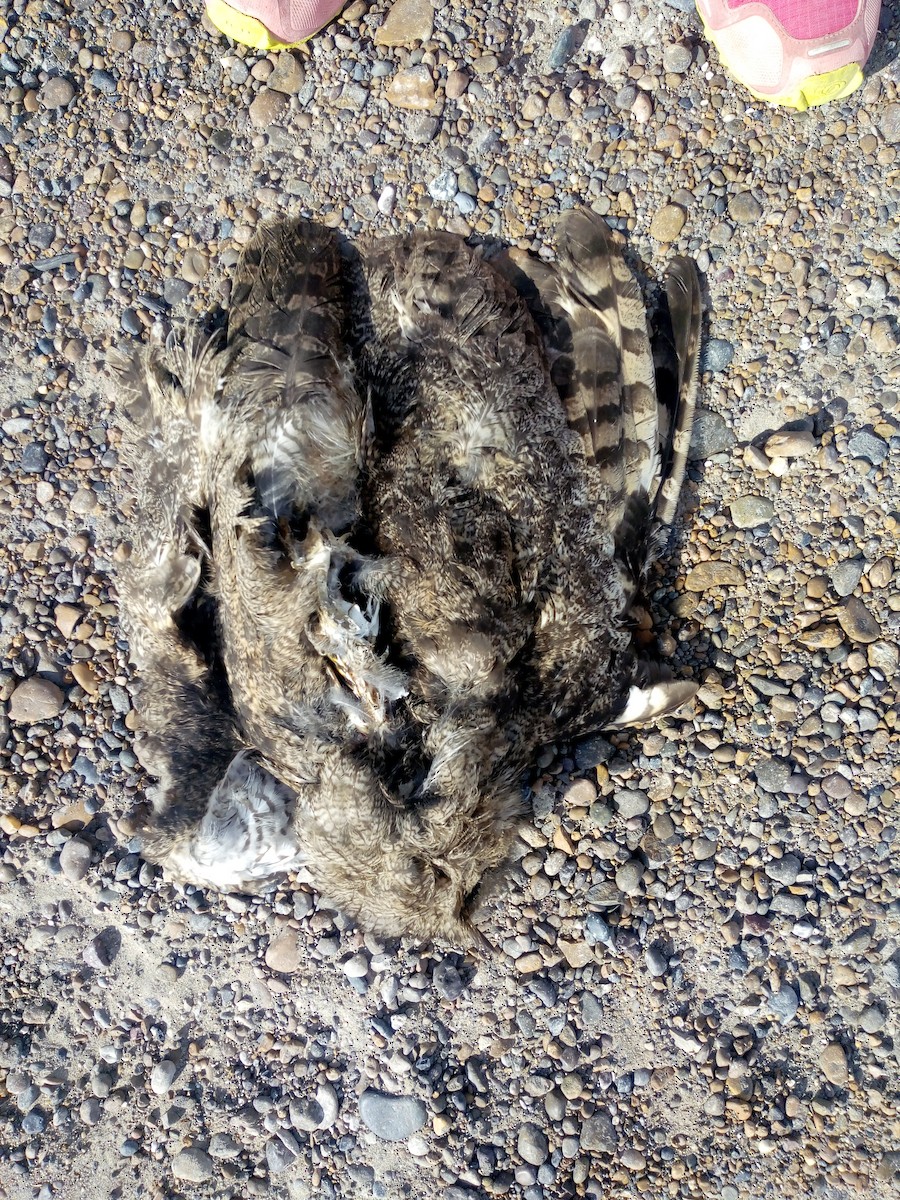 Lesser Horned Owl - ML95685991