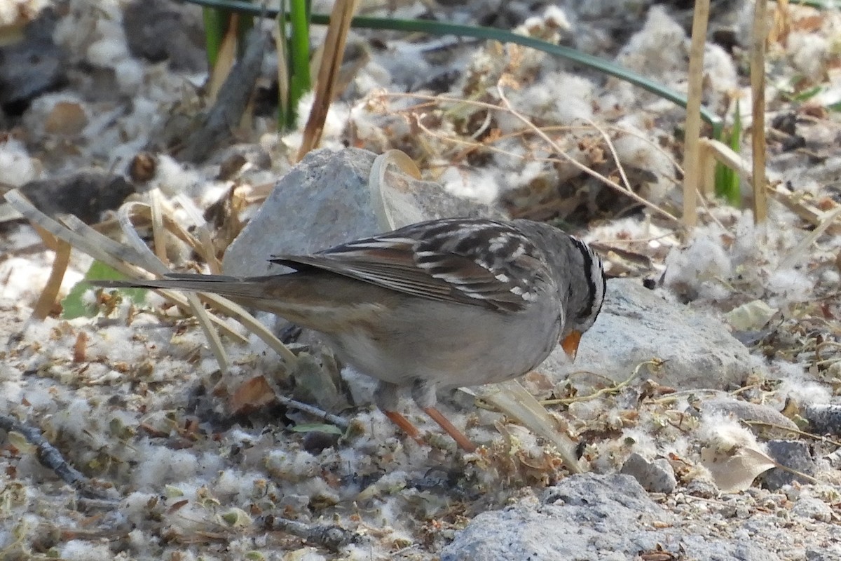 White-crowned Sparrow - ML95690901